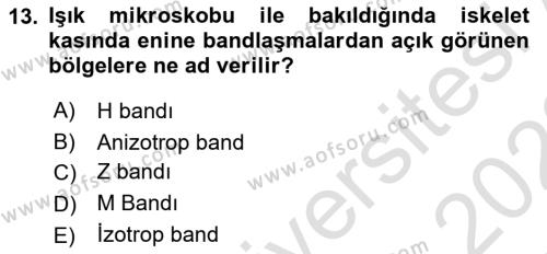 Temel Veteriner Histoloji ve Embriyoloji Dersi 2021 - 2022 Yılı Yaz Okulu Sınavı 13. Soru