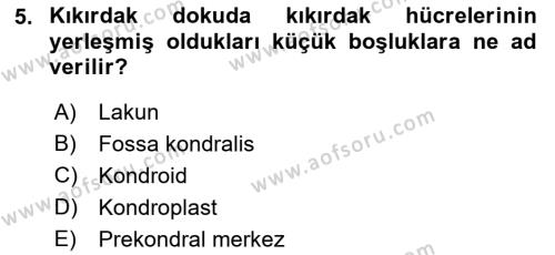 Temel Veteriner Histoloji ve Embriyoloji Dersi 2021 - 2022 Yılı Yaz Okulu Sınavı 5. Soru