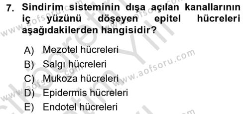 Temel Veteriner Histoloji ve Embriyoloji Dersi 2021 - 2022 Yılı Yaz Okulu Sınavı 7. Soru