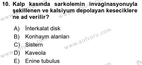 Temel Veteriner Histoloji ve Embriyoloji Dersi 2022 - 2023 Yılı (Final) Dönem Sonu Sınavı 10. Soru