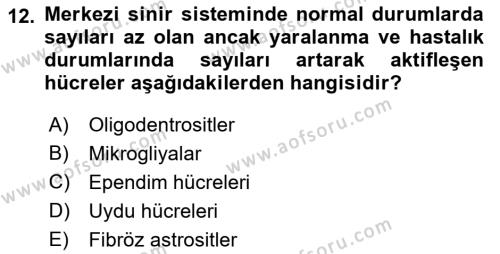 Temel Veteriner Histoloji ve Embriyoloji Dersi 2022 - 2023 Yılı (Final) Dönem Sonu Sınavı 12. Soru