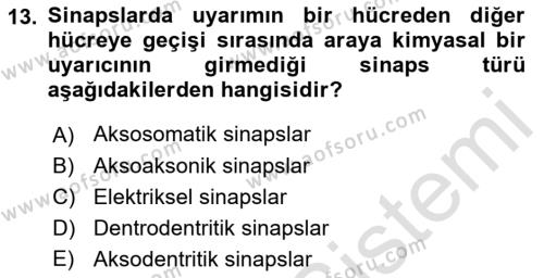 Temel Veteriner Histoloji ve Embriyoloji Dersi 2022 - 2023 Yılı (Final) Dönem Sonu Sınavı 13. Soru