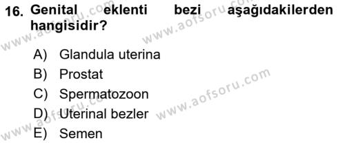 Temel Veteriner Histoloji ve Embriyoloji Dersi 2022 - 2023 Yılı (Final) Dönem Sonu Sınavı 16. Soru