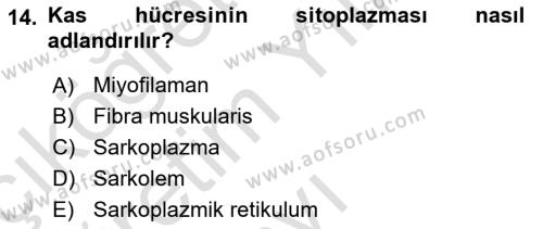 Temel Veteriner Histoloji ve Embriyoloji Dersi 2022 - 2023 Yılı Yaz Okulu Sınavı 14. Soru