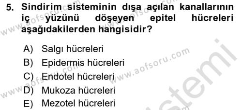 Temel Veteriner Histoloji ve Embriyoloji Dersi 2022 - 2023 Yılı Yaz Okulu Sınavı 5. Soru