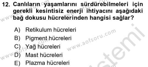 Temel Veteriner Histoloji ve Embriyoloji Dersi 2023 - 2024 Yılı (Vize) Ara Sınavı 12. Soru