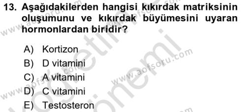 Temel Veteriner Histoloji ve Embriyoloji Dersi 2023 - 2024 Yılı (Vize) Ara Sınavı 13. Soru