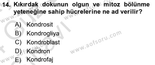 Temel Veteriner Histoloji ve Embriyoloji Dersi 2023 - 2024 Yılı (Vize) Ara Sınavı 14. Soru