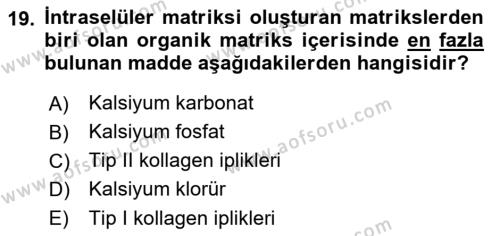 Temel Veteriner Histoloji ve Embriyoloji Dersi 2023 - 2024 Yılı (Vize) Ara Sınavı 19. Soru