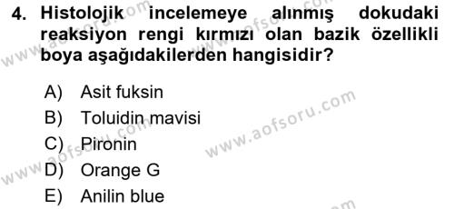 Temel Veteriner Histoloji ve Embriyoloji Dersi 2023 - 2024 Yılı (Vize) Ara Sınavı 4. Soru