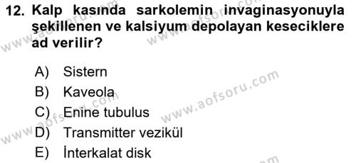 Temel Veteriner Histoloji ve Embriyoloji Dersi 2023 - 2024 Yılı (Final) Dönem Sonu Sınavı 12. Soru