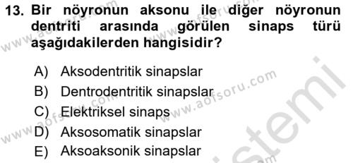 Temel Veteriner Histoloji ve Embriyoloji Dersi 2023 - 2024 Yılı (Final) Dönem Sonu Sınavı 13. Soru