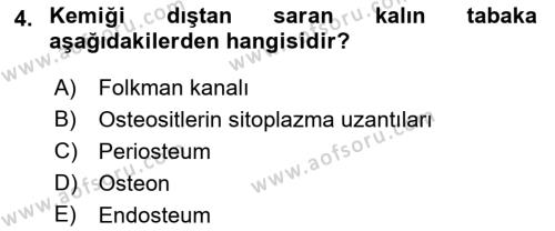 Temel Veteriner Histoloji ve Embriyoloji Dersi 2023 - 2024 Yılı (Final) Dönem Sonu Sınavı 4. Soru