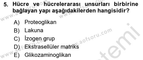 Temel Veteriner Histoloji ve Embriyoloji Dersi 2023 - 2024 Yılı (Final) Dönem Sonu Sınavı 5. Soru