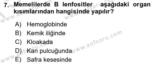 Temel Veteriner Histoloji ve Embriyoloji Dersi 2023 - 2024 Yılı (Final) Dönem Sonu Sınavı 7. Soru