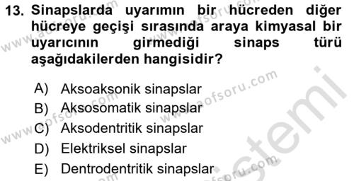 Temel Veteriner Histoloji ve Embriyoloji Dersi 2023 - 2024 Yılı Yaz Okulu Sınavı 13. Soru