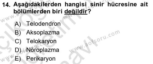 Temel Veteriner Histoloji ve Embriyoloji Dersi 2023 - 2024 Yılı Yaz Okulu Sınavı 14. Soru