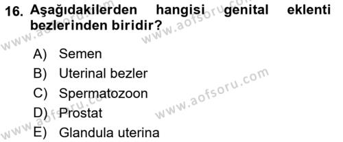 Temel Veteriner Histoloji ve Embriyoloji Dersi 2023 - 2024 Yılı Yaz Okulu Sınavı 16. Soru