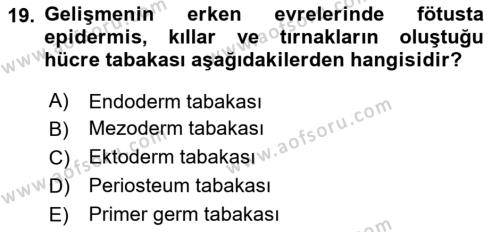 Temel Veteriner Histoloji ve Embriyoloji Dersi 2023 - 2024 Yılı Yaz Okulu Sınavı 19. Soru