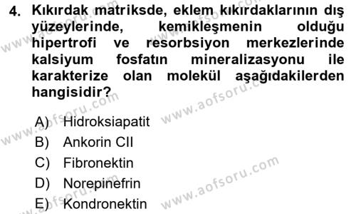 Temel Veteriner Histoloji ve Embriyoloji Dersi 2023 - 2024 Yılı Yaz Okulu Sınavı 4. Soru