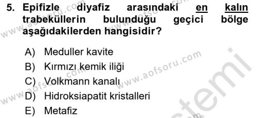 Temel Veteriner Histoloji ve Embriyoloji Dersi 2023 - 2024 Yılı Yaz Okulu Sınavı 5. Soru