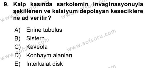 Temel Veteriner Histoloji ve Embriyoloji Dersi 2023 - 2024 Yılı Yaz Okulu Sınavı 9. Soru