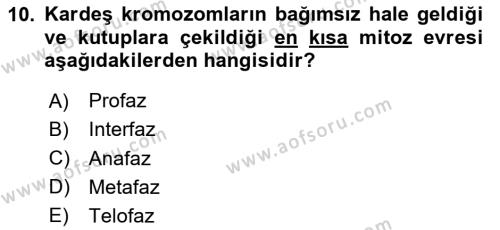 Temel Veteriner Histoloji ve Embriyoloji Dersi 2024 - 2025 Yılı (Vize) Ara Sınavı 10. Soru