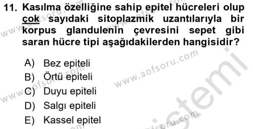 Temel Veteriner Histoloji ve Embriyoloji Dersi 2024 - 2025 Yılı (Vize) Ara Sınavı 11. Soru