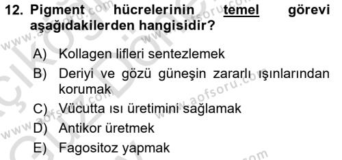 Temel Veteriner Histoloji ve Embriyoloji Dersi 2024 - 2025 Yılı (Vize) Ara Sınavı 12. Soru