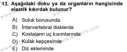 Temel Veteriner Histoloji ve Embriyoloji Dersi 2024 - 2025 Yılı (Vize) Ara Sınavı 13. Soru