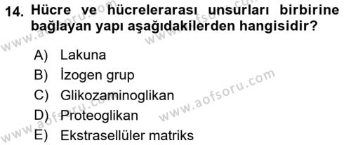 Temel Veteriner Histoloji ve Embriyoloji Dersi 2024 - 2025 Yılı (Vize) Ara Sınavı 14. Soru