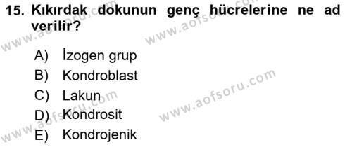 Temel Veteriner Histoloji ve Embriyoloji Dersi 2024 - 2025 Yılı (Vize) Ara Sınavı 15. Soru