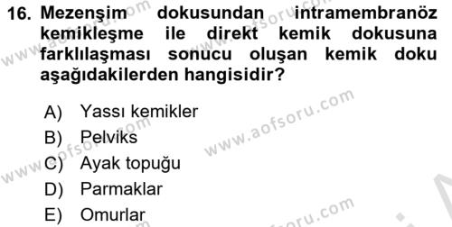 Temel Veteriner Histoloji ve Embriyoloji Dersi 2024 - 2025 Yılı (Vize) Ara Sınavı 16. Soru