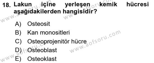 Temel Veteriner Histoloji ve Embriyoloji Dersi 2024 - 2025 Yılı (Vize) Ara Sınavı 18. Soru