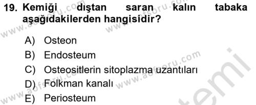 Temel Veteriner Histoloji ve Embriyoloji Dersi 2024 - 2025 Yılı (Vize) Ara Sınavı 19. Soru