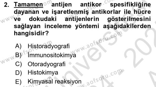 Temel Veteriner Histoloji ve Embriyoloji Dersi 2024 - 2025 Yılı (Vize) Ara Sınavı 2. Soru