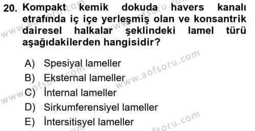 Temel Veteriner Histoloji ve Embriyoloji Dersi 2024 - 2025 Yılı (Vize) Ara Sınavı 20. Soru