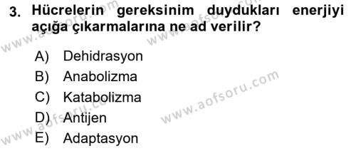 Temel Veteriner Histoloji ve Embriyoloji Dersi 2024 - 2025 Yılı (Vize) Ara Sınavı 3. Soru