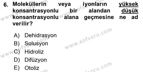 Temel Veteriner Histoloji ve Embriyoloji Dersi 2024 - 2025 Yılı (Vize) Ara Sınavı 6. Soru