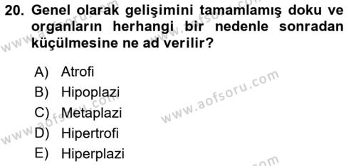 Temel Veteriner Patoloji Dersi 2024 - 2025 Yılı (Vize) Ara Sınavı 20. Soru