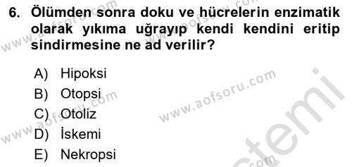 Temel Veteriner Patoloji Dersi 2024 - 2025 Yılı (Vize) Ara Sınavı 6. Soru