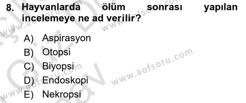 Temel Veteriner Patoloji Dersi 2024 - 2025 Yılı (Vize) Ara Sınavı 8. Soru