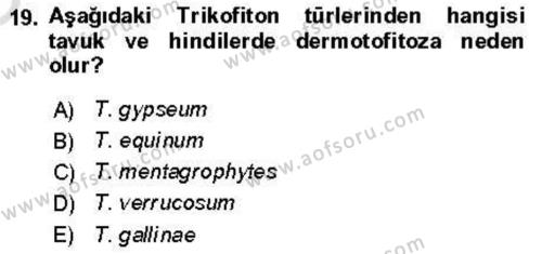 Veteriner Mikrobiyoloji ve Epidemiyoloji Dersi 2021 - 2022 Yılı Yaz Okulu Sınavı 19. Soru