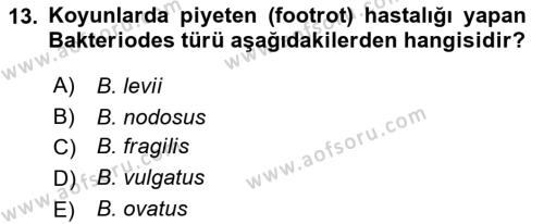 Veteriner Mikrobiyoloji ve Epidemiyoloji Dersi 2022 - 2023 Yılı Yaz Okulu Sınavı 13. Soru