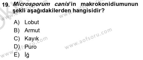 Veteriner Mikrobiyoloji ve Epidemiyoloji Dersi 2022 - 2023 Yılı Yaz Okulu Sınavı 19. Soru