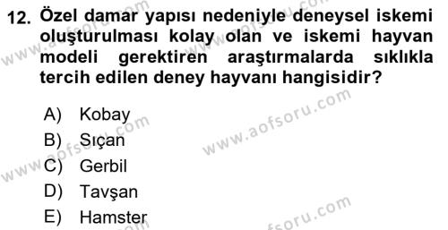 Laboratuvar Hayvanlarını Yetiştirme ve Sağlığı Dersi 2020 - 2021 Yılı Yaz Okulu Sınavı 12. Soru