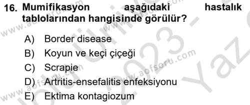 Viroloji Dersi 2023 - 2024 Yılı Yaz Okulu Sınavı 16. Soru