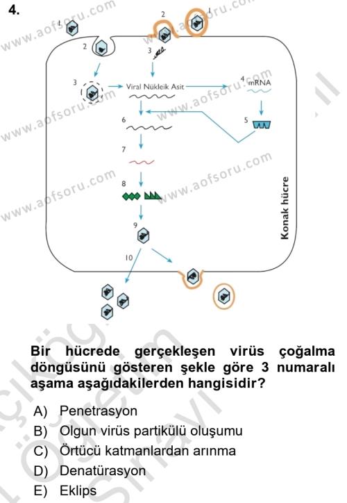 Viroloji Dersi 2023 - 2024 Yılı Yaz Okulu Sınavı 4. Soru