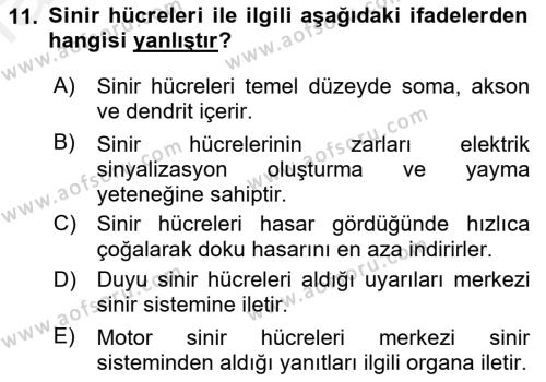 İnsan Beden Yapısı Ve Fizyolojisi Dersi 2018 - 2019 Yılı (Vize) Ara Sınavı 11. Soru