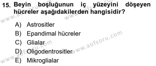 İnsan Beden Yapısı Ve Fizyolojisi Dersi 2018 - 2019 Yılı (Vize) Ara Sınavı 15. Soru